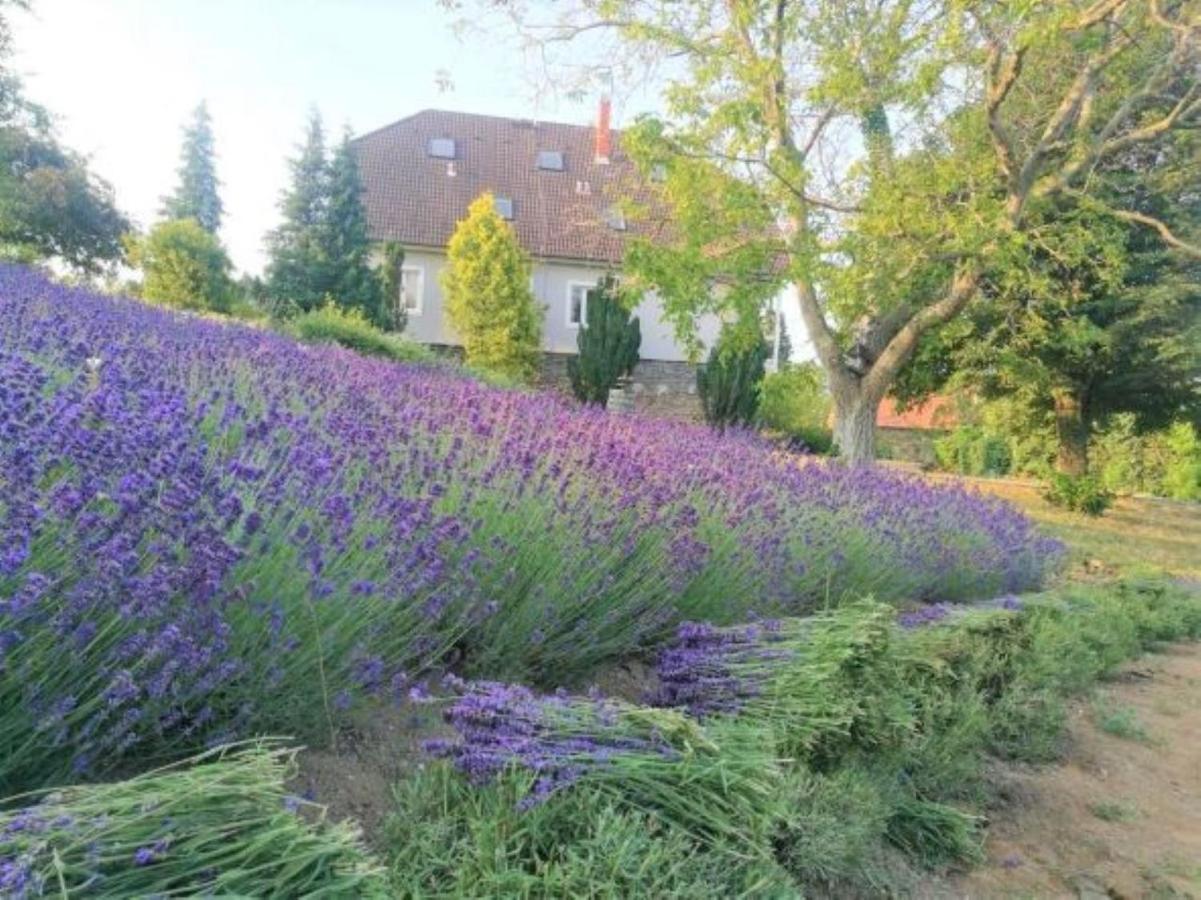 Villa Izabella Badacsonytördemic Esterno foto